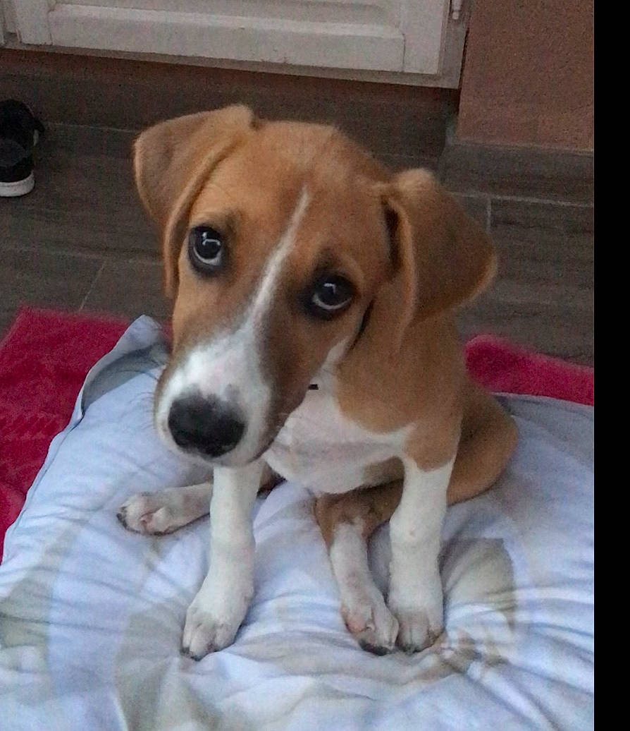 Snooky participe au concours pour gagner de l'argent avec cette photo : canidae, carnivore, companion_dog, dog, dog_breed, fawn, flooring, hardwood, hound, hunting_dog, irishjacks, liver, puppy, scent_hound, snout, sporting_group, terrestrial_animal, whiskers, wood, working_animal