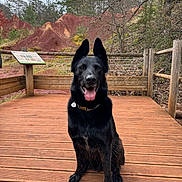 Gotham a rejoint le concours — aidez-le/la à gagner de superbes lots ! animal, black_dog, canine, collar, daytime, dog, ears_up, fence, forest, happy, landscape, nature, outdoor, pet, red_hills, scenic, sitting, tongue_out, trees, wooden_deck