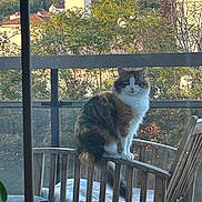 Scarlett participe au concours pour gagner de l'argent avec cette photo : animal, balcony, building, cat, cushion, daytime, domestic_animal, feline, fur, leaf, nature, outdoor, pet, railing, sitting, sky, sunlight, tree, window, wooden_chair