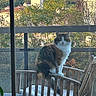 animal, balcony, building, cat, cushion, daytime, domestic_animal, feline, fur, leaf, nature, outdoor, pet, railing, sitting, sky, sunlight, tree, window, wooden_chair