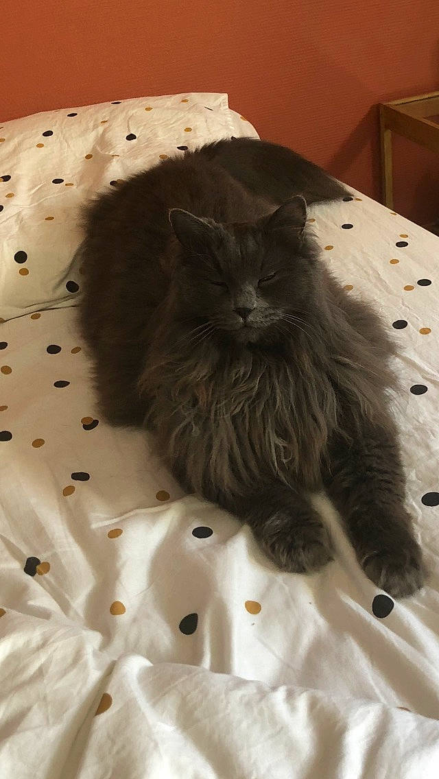 Izïa participe au concours pour gagner de l'argent avec cette photo : black_cat, box, british_longhair, carnivore, cat, claw, comfort, domestic_short_haired_cat, fawn, felidae, flooring, fur, grey, hardwood, paw, small_to_medium_sized_cats, snout, tail, terrestrial_animal, whiskers