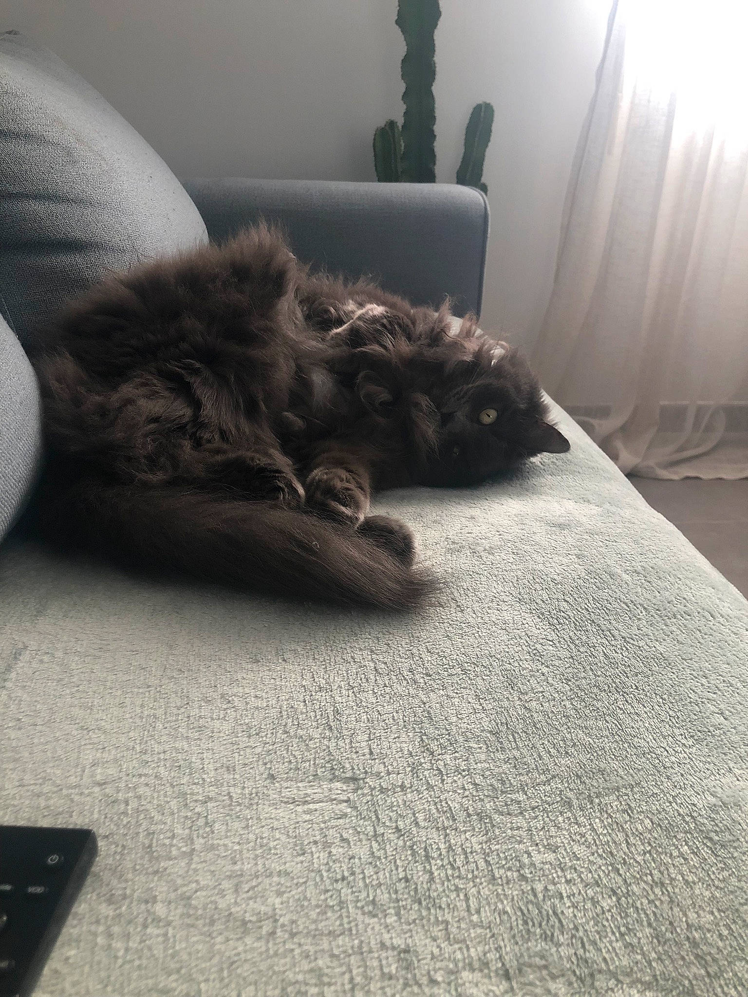 Izïa participe au concours pour gagner de l'argent avec cette photo : bed_sheet, bedding, carnivore, cat, comfort, couch, curtain, felidae, flooring, fur, furniture, grey, hardwood, human_leg, linens, living_room, small_to_medium_sized_cats, tail, whiskers, wood