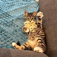 Kyo participe au concours pour gagner de l'argent avec cette photo : animal, blanket, blue_blanket, cat, couch, cute, feline, fur, gray_couch, indoor, kitten, looking_at_camera, paw, pet, playful, raised_paw, relaxed, tabby, whiskers, young_cat