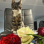 chair, closeup, curious, cute, domestic_cat, ears, flowers, furniture, houseplant, indoor, kitten, pet, plant_stem, red_rose, roses, sitting, tabby_cat, whiskers, white_rose, young_cat