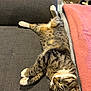 Kyo a rejoint le concours — aidez-le/la à gagner de superbes lots ! animal, blanket, cat, comfortable, couch, cozy, domestic_animal, feline, fur, home, indoor, nap, paws, pet, relaxed, resting, sleeping, soft, tabby, whiskers