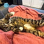 Kyo participe au concours pour gagner de l'argent avec cette photo : animal, blanket, cat, comfortable, couch, cozy, cute, domestic, feline, fur, indoor, paw, pet, relaxed, resting, sleepy, striped, tabby, tail, whiskers