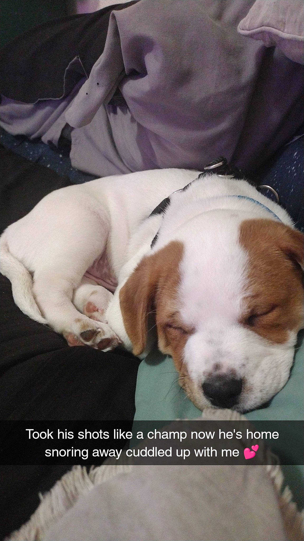 Kai joined the competition — help win amazing prizes! canidae, carnivore, comfort, companion_dog, dog, dog_breed, ear, fawn, fur, liver, non_sporting_group, paw, photo_caption, puppy_love, snout, sporting_group, tail