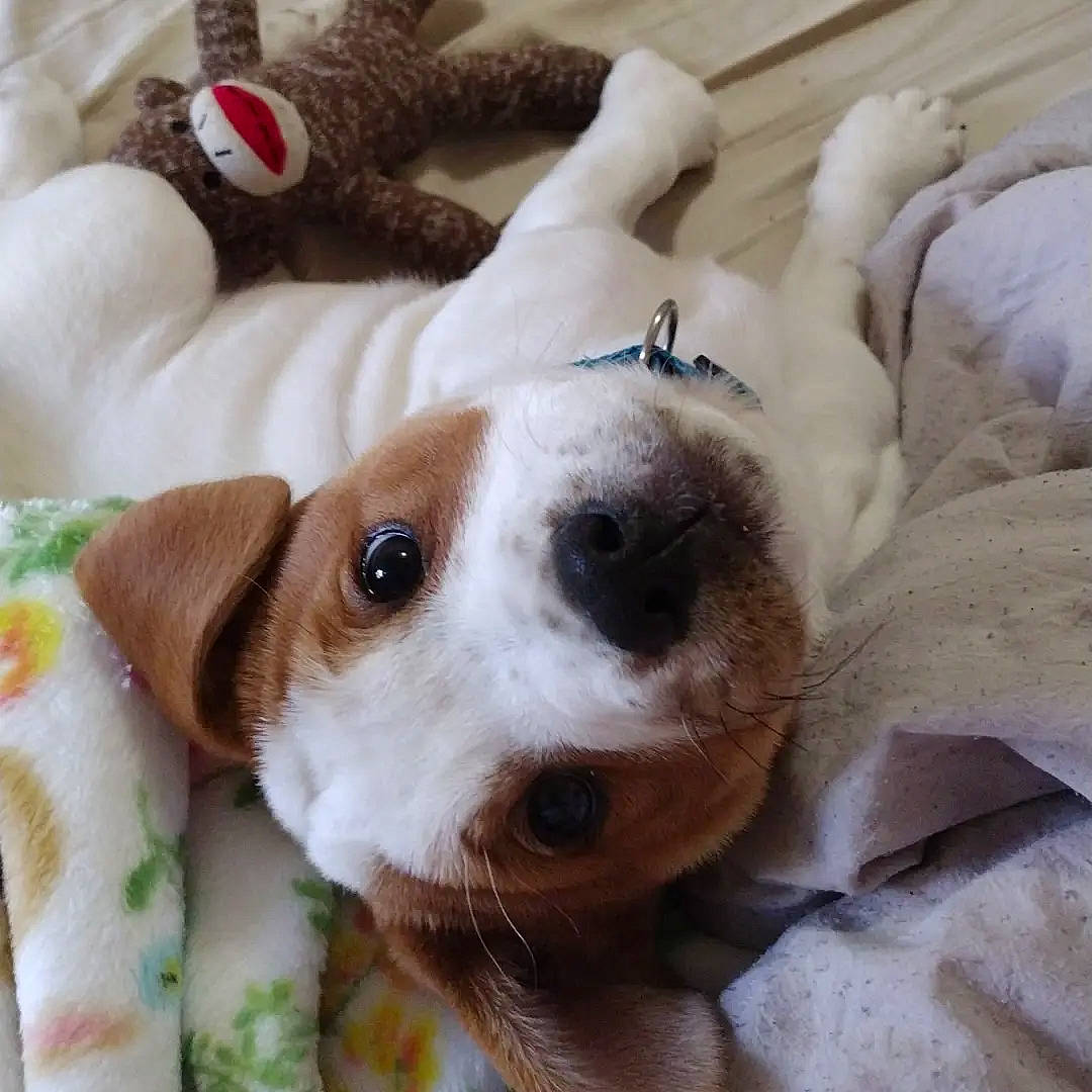 Kai is registered to the contest to win money with this photo: canidae, carnivore, collar, comfort, companion_dog, dog, dog_breed, dog_collar, dog_supply, ear, fawn, fur, paw, pet_supply, puppy, puppy_love, snout, sporting_group, whiskers, working_animal