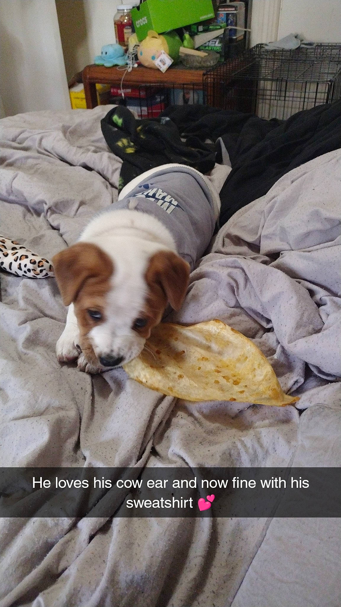 Kai joined the competition — help win amazing prizes! carnivore, comfort, companion_dog, dog, dog_breed, dog_supply, fawn, fur, linens, nap, photo_caption, puppy, room, sporting_group, textile