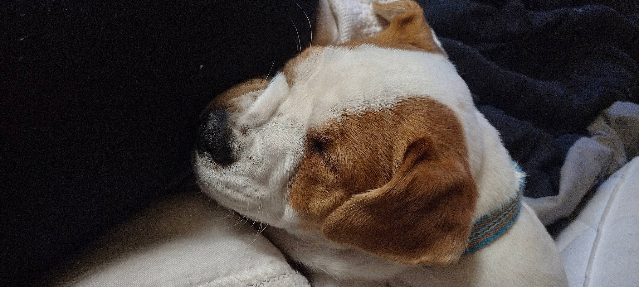 Kai is registered to the contest to win money with this photo: bored, canidae, carnivore, comfort, companion_dog, dog, dog_breed, ear, fawn, fur, linens, nap, snout, sporting_group, tail, terrestrial_animal, whiskers, wood, working_animal, wrinkle