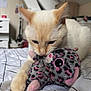 Praline a rejoint le concours — aidez-le/la à gagner de superbes lots ! cat, plush_toy, bed, blanket, indoor, furniture, animal, pet, soft_toy, cozy, cute, whiskers, ears, claws, resting, domestic, feline, playing, closeup, room