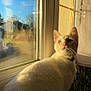 cat, white_cat, blue_eyes, window, sunlight, indoor, pet, animal, feline, curious, sunny, reflection, collar, looking_outside, cozy, warm_light, domestic_animal, fur, whiskers, shadow