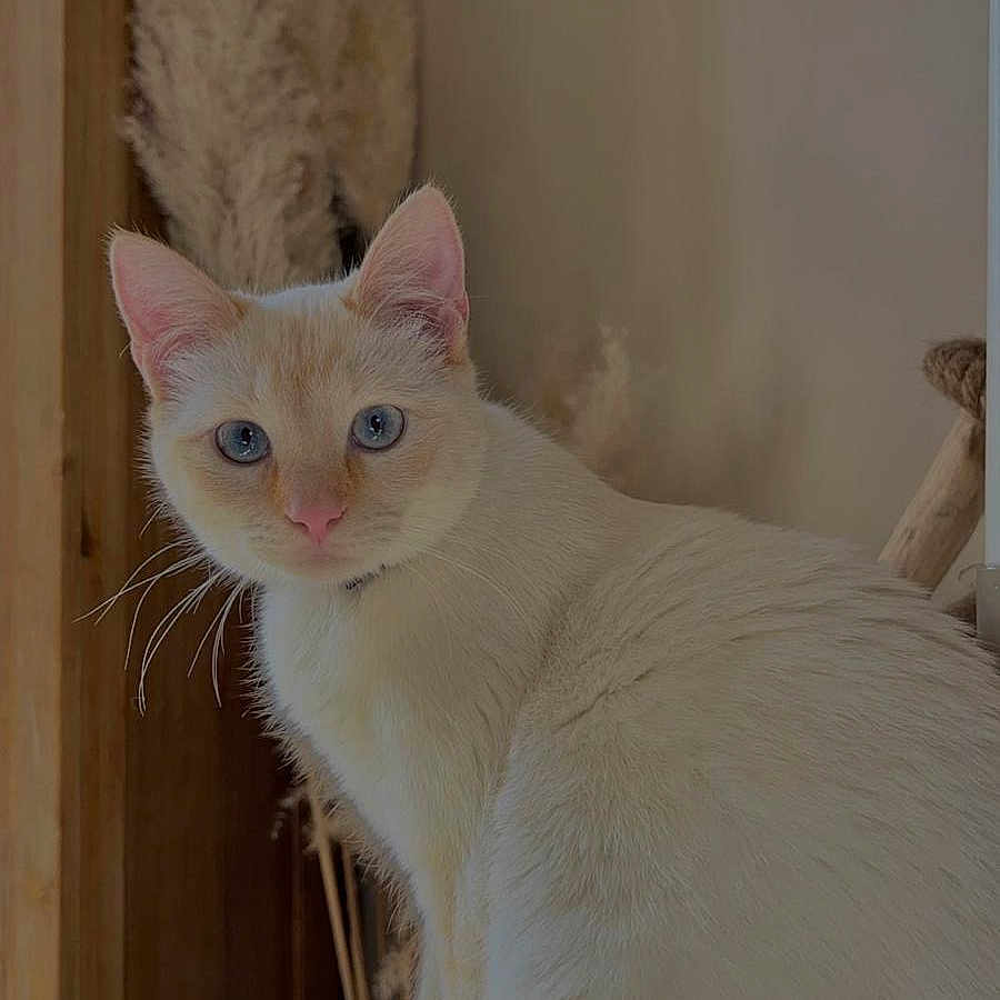 Praline participe au concours pour gagner de l'argent avec cette photo : animal, blue_eyes, cat, close_up, cozy, cream_colored, curious, domestic_cat, ears, feline, fur, indoor, natural_light, neutral_background, pampas_grass, pet, portrait, sitting, whiskers, wooden_surface