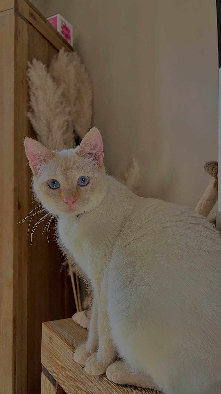 Praline