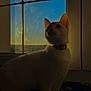 Praline a rejoint le concours — aidez-le/la à gagner de superbes lots ! cat, white_cat, window, sunset, sunlight, radiator, indoor, pet, animal, feline, backlit, silhouette, collar, quiet, peaceful, evening, shadow, warm_light, domestic, curiosity