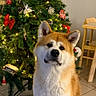 Yuki a rejoint le concours — aidez-le/la à gagner de superbes lots ! akita, dog, christmas_tree, holiday, decorations, lights, bows, indoor, floor_tiles, chair, furniture, pet, canine, festive, seasonal, animal, portrait, sitting, cozy, warm_lighting