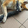 dog, shiba_inu, toy, plush_toy, floor, tile_floor, pet, animal, cute, lying_down, domestic_animal, indoor, fur, paw, ear, snout, sleepy, relaxed, companion, playful