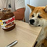 Yuki participe au concours pour gagner de l'argent avec cette photo : dog, nutella, table, person, white_tshirt, wooden_table, jar, spoon, indoor, food, pet, waiting, brown_and_white_dog, Akita, looking, curious, animal, household, resting_chin, side_view
