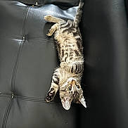 Link is registered to the contest to win money with this photo: kitten, cat, tabby, pet, animal, leather_couch, black_couch, fur, whiskers, playful, cute, young_cat, domestic_cat, indoor, resting, upside_down, wide_eyes, tail, paws, feline