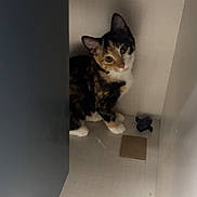 Toulouse joined the competition — help win amazing prizes! animal, calico, cat, corner, curious, cute, ears, feline, floor, hiding, indoor, kitten, light, looking, paws, pet, shadow, small_space, wall, whiskers