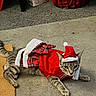 Jacob joined the competition — help win amazing prizes! cat, animal, pet, costume, santa_hat, red_clothing, plaid, carpet, floor, indoor, cute, holiday, festive, lying_down, tabby, striped, ears, whiskers, eyes, tail