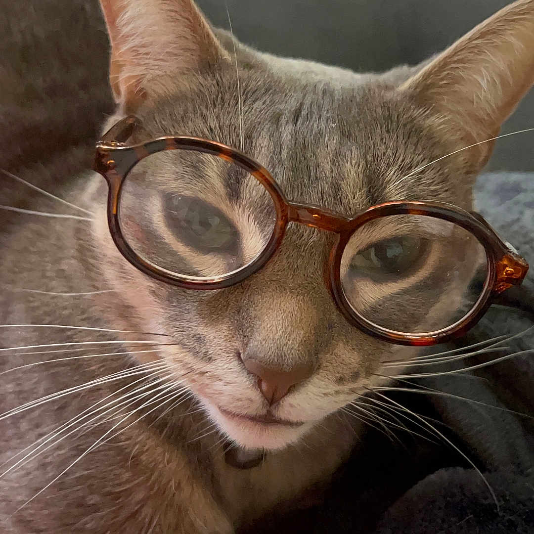 Jacob joined the competition — help win amazing prizes! cat, gray_cat, glasses, round_glasses, tortoiseshell_glasses, pet, animal, whiskers, paw, resting, indoor, closeup, feline, cute, cozy, blanket, portrait, face, fur, relaxed