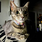 Jacob joined the competition — help win amazing prizes! cat, tabby, pet, animal, collar, indoor, feline, whiskers, ears, eyes, paws, fur, domestic, resting, curious, closeup, blanket, pattern, bell, cute
