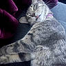 Jacob is registered to the contest to win money with this photo: cat, sleeping, tongue_out, fur, tabby, pet, collar, purple_blanket, cozy, resting, indoor, cute, whiskers, nap, animal, relaxation, soft_texture, closeup, domestic_cat, feline