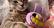 Jacob joined the competition — help win amazing prizes! cat, tabby_cat, plush_toy, purple_toy, towel, fabric, colorful, pink, yellow, smiling_toy, indoor, pet, cute, relaxed, feline, collar, whiskers, soft, cuddle, resting