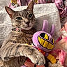cat, tabby_cat, plush_toy, purple_toy, towel, fabric, colorful, pink, yellow, smiling_toy, indoor, pet, cute, relaxed, feline, collar, whiskers, soft, cuddle, resting