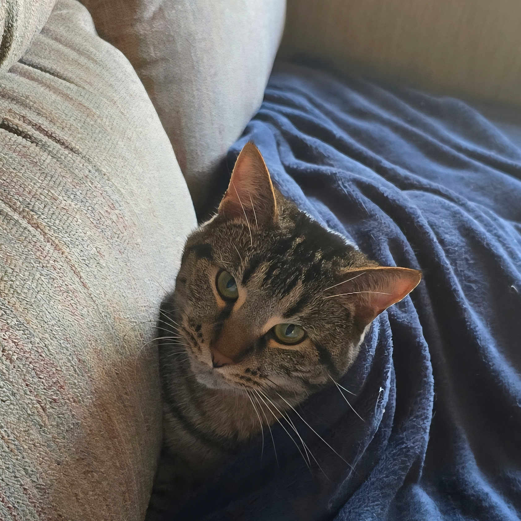 Oliver joined the competition — help win amazing prizes! animal, blanket, cat, close_up, comfortable, couch, cozy, curious, cute, ears, feline, fur, green_eyes, home, indoor, pet, resting, soft_light, tabby_cat, whiskers
