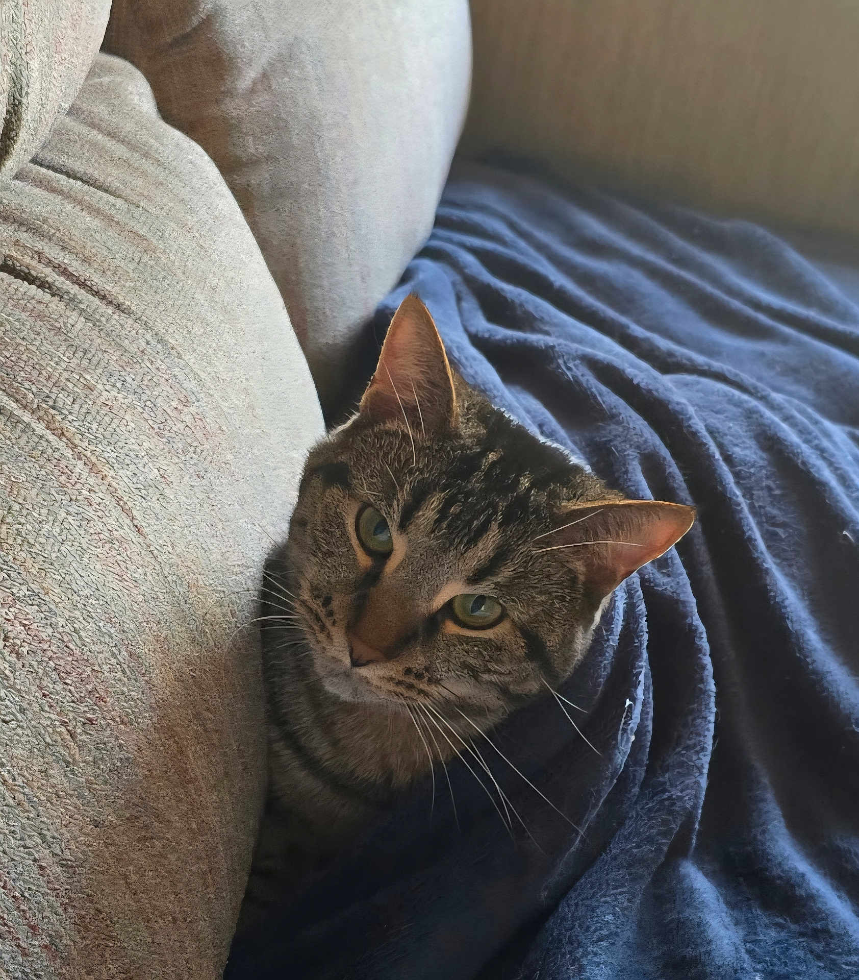 Oliver joined the competition — help win amazing prizes! cat, tabby_cat, pet, animal, feline, indoor, cozy, blanket, couch, fur, whiskers, ears, green_eyes, resting, curious, close_up, soft_light, comfortable, home, cute