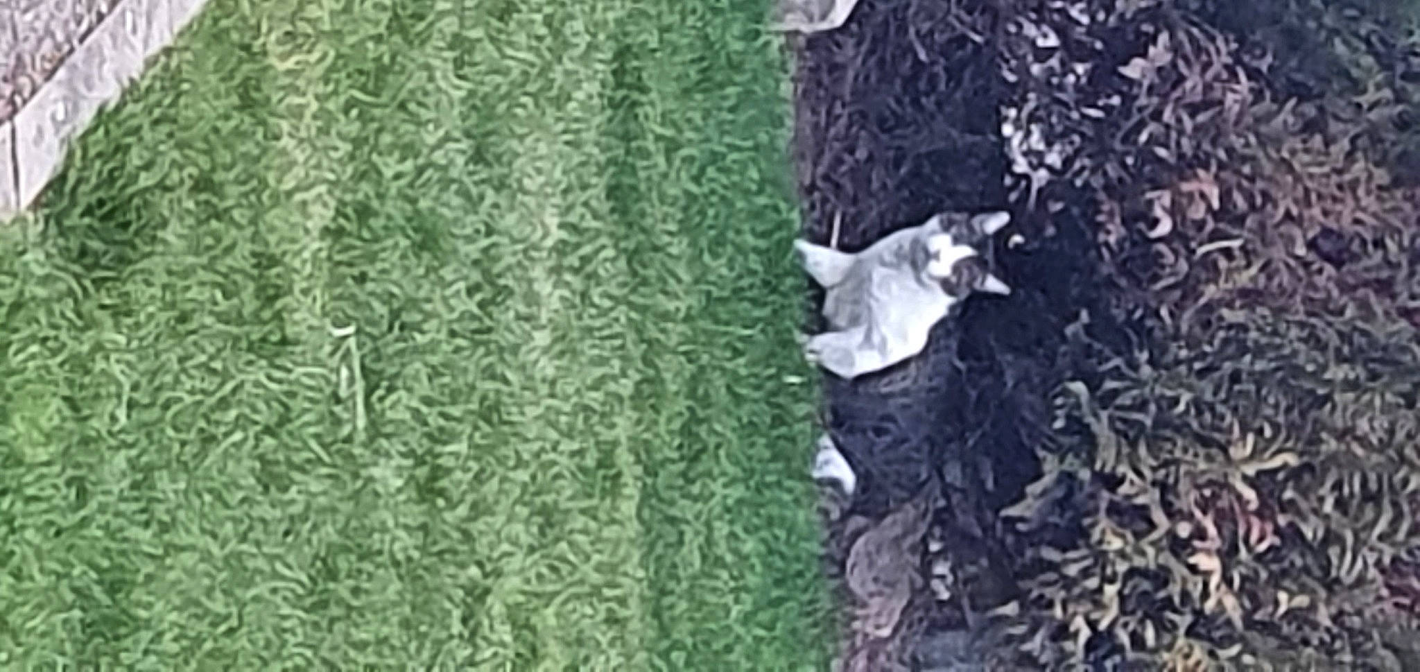 Zizou participe au concours pour gagner de l'argent avec cette photo : carpet, conifer, flooring, flowering_plant, font, fur, grass, groundcover, hedge, landscape, linens, organism, pattern, plant, shadow, shrub, soil, tail, woolen, woven_fabric