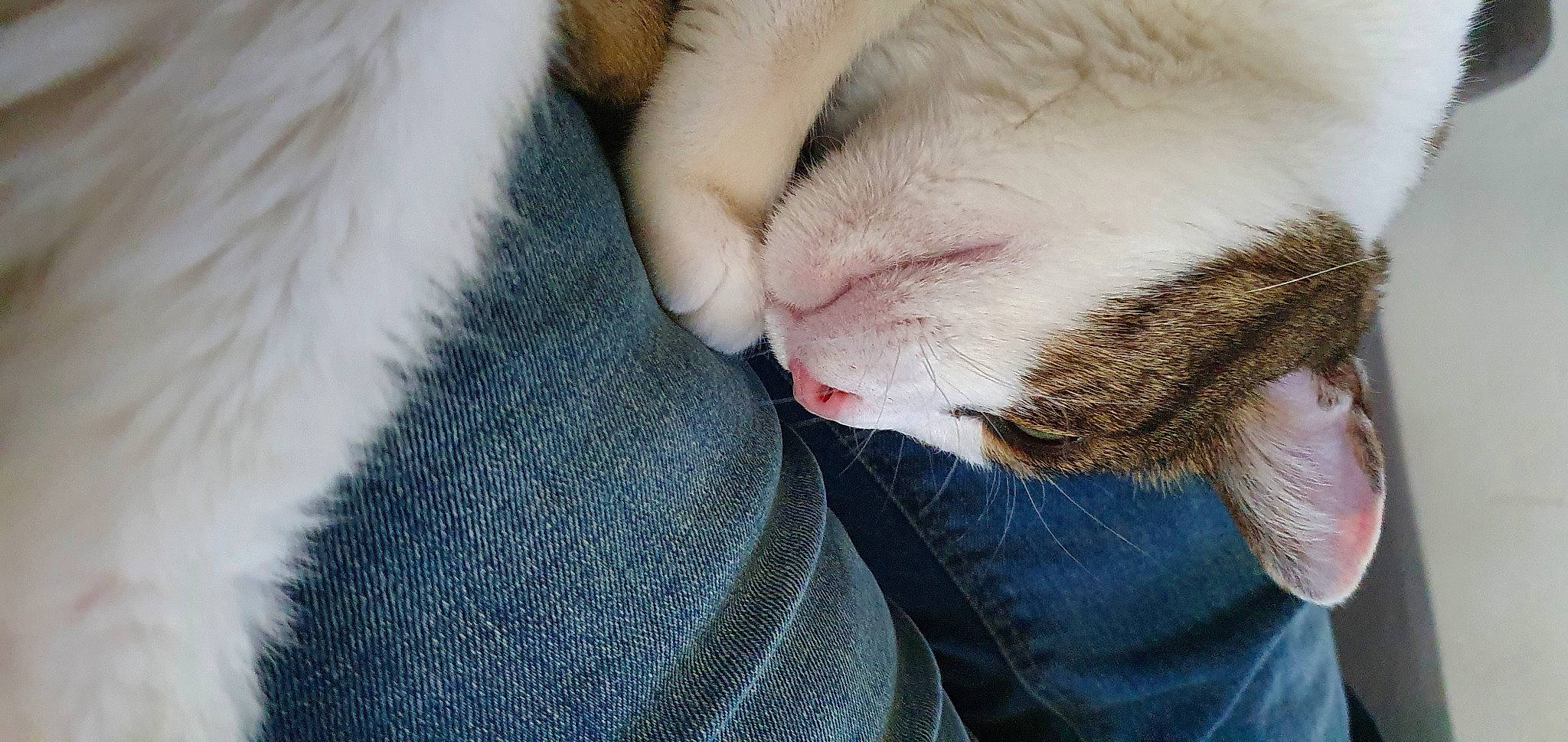 Zizou participe au concours pour gagner de l'argent avec cette photo : carnivore, cat, claw, comfort, denim, domestic_short_haired_cat, ear, electric_blue, eyelash, fawn, felidae, fur, gesture, nail, nose, paw, small_to_medium_sized_cats, snout, textile, whiskers