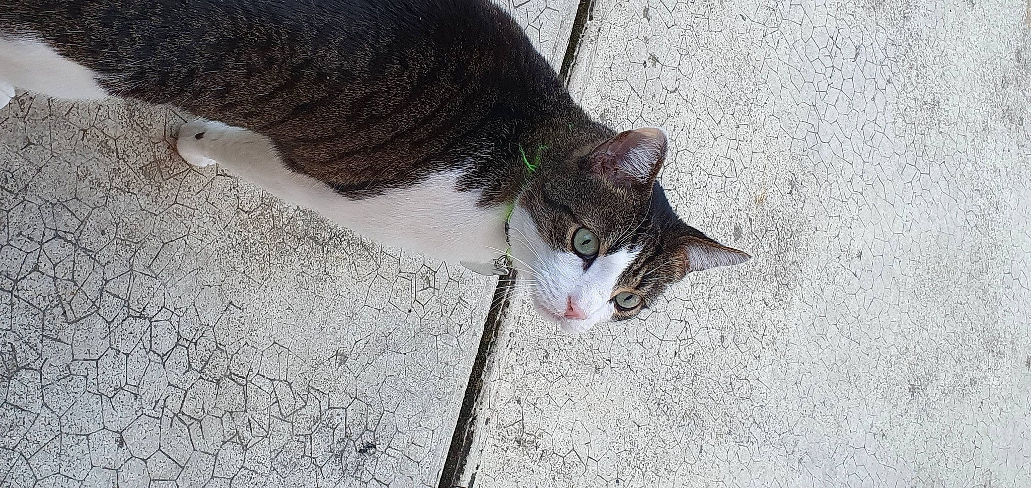 Zizou a rejoint le concours — aidez-le/la à gagner de superbes lots ! asphalt, carnivore, cat, concrete, domestic_short_haired_cat, eye, felidae, fur, grass, grey, paw, plant, road_surface, sand, sidewalk, small_to_medium_sized_cats, snout, tail, tree, whiskers