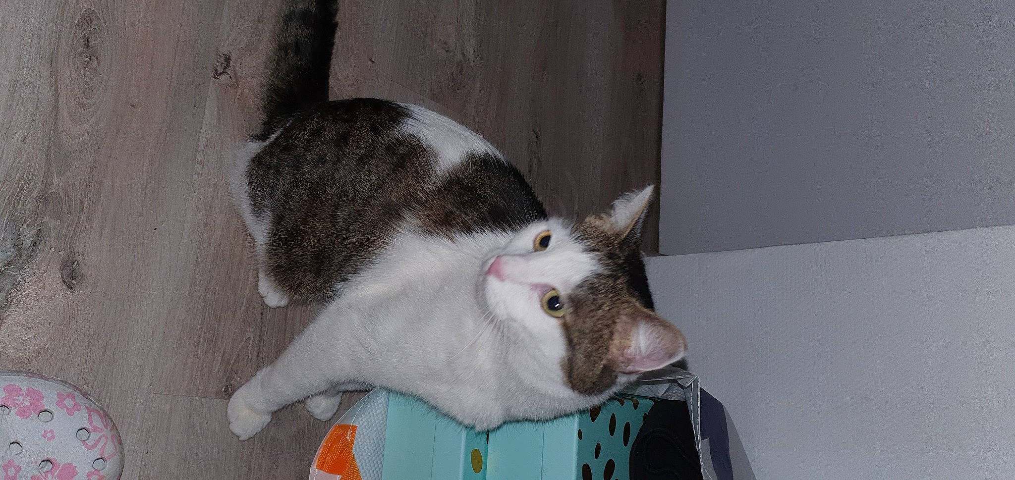 Zaya participe au concours pour gagner de l'argent avec cette photo : carnivore, cat, domestic_short_haired_cat, ear, felidae, fur, paw, small_to_medium_sized_cats, snout, tail, whiskers