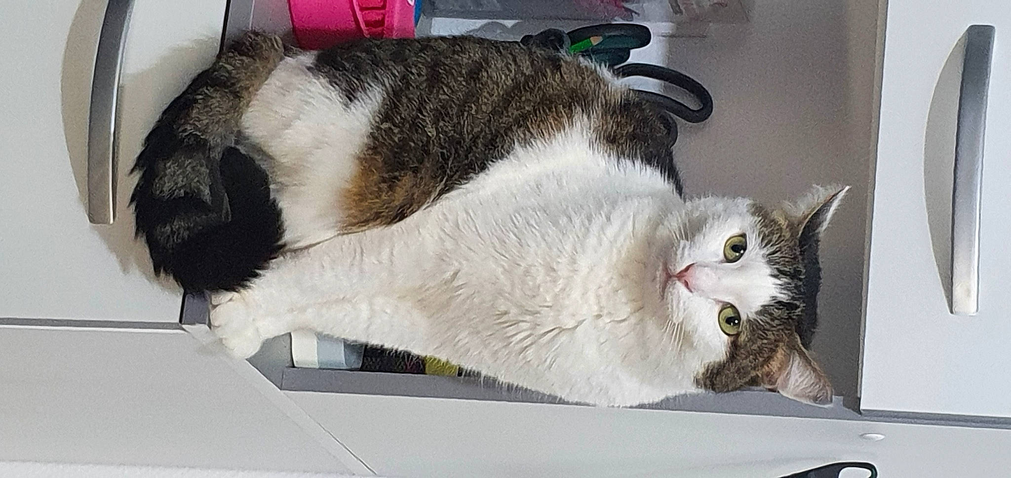 Zaya a rejoint le concours — aidez-le/la à gagner de superbes lots ! box, cardboard, carnivore, cat, comfort, domestic_short_haired_cat, felidae, fur, paw, pet_supply, small_to_medium_sized_cats, snout, tail, whiskers, window