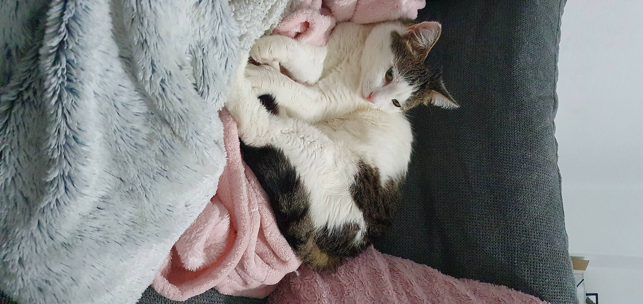 Zaya participe au concours pour gagner de l'argent avec cette photo : carnivore, cat, claw, comfort, dog_breed, domestic_short_haired_cat, fang, fawn, felidae, foot, fur, grey, linens, nap, paw, small_to_medium_sized_cats, snout, tail, terrestrial_animal, whiskers