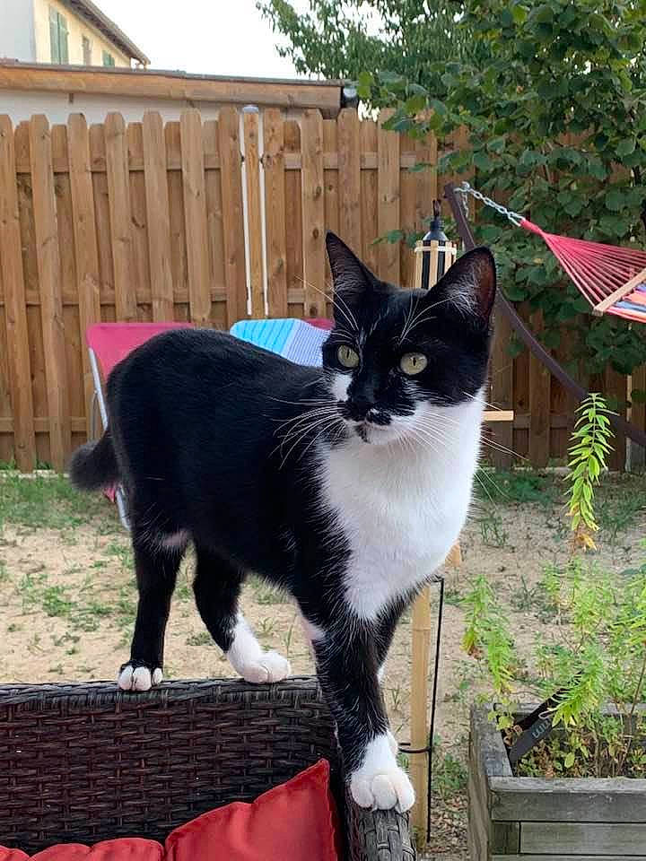 Opiume participe au concours pour gagner de l'argent avec cette photo : black_cat, carnivore, cat, domestic_short_haired_cat, felidae, fence, flowerpot, fur, grass, home_fencing, houseplant, plant, sitting, small_to_medium_sized_cats, snout, tail, tree, whiskers, wood, yard