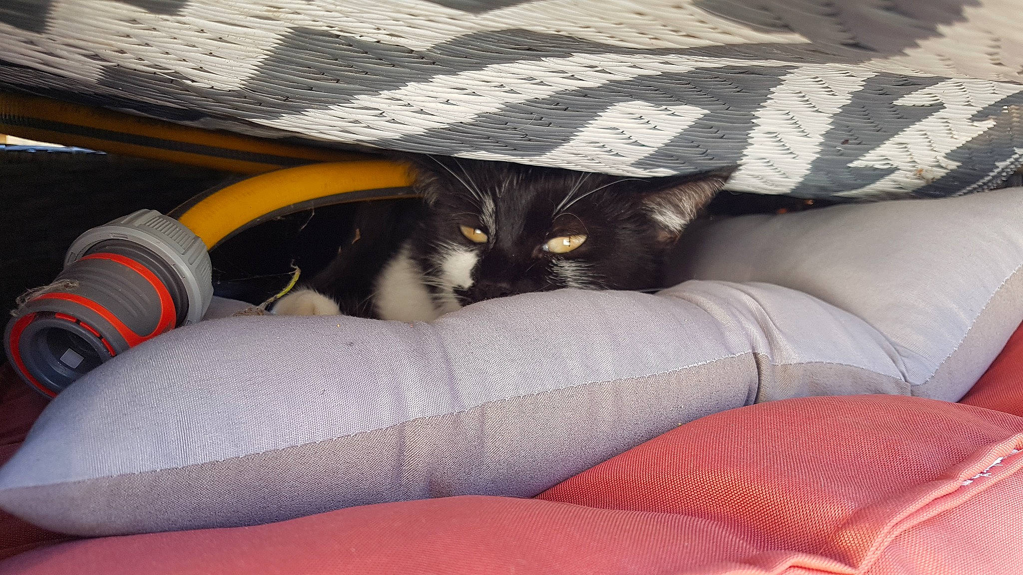 Opiume participe au concours pour gagner de l'argent avec cette photo : auto_part, bag, car_seat, carnivore, cat, comfort, domestic_short_haired_cat, felidae, fur, grey, human_leg, lap, leg, linens, paw, small_to_medium_sized_cats, snout, tail, thigh, whiskers