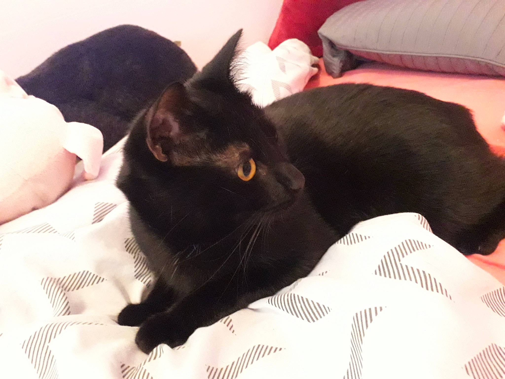 Justin a rejoint le concours — aidez-le/la à gagner de superbes lots ! bed, black, black_cat, bombay, canidae, carnivore, cat, dog_breed, ear, felidae, fur, furniture, leg, mammal, nap, sky, sleep, small_to_medium_sized_cats, tail, whiskers