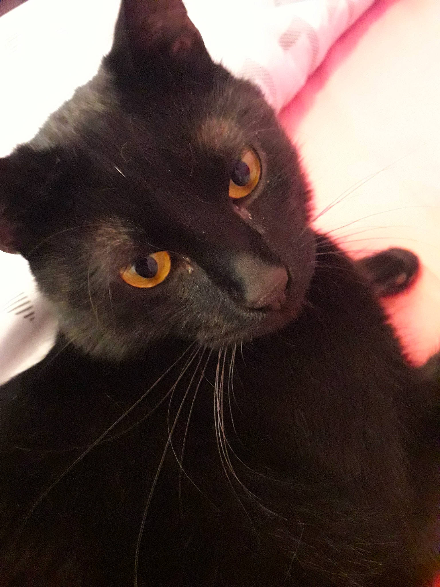 Justin a rejoint le concours — aidez-le/la à gagner de superbes lots ! black_cat, bombay, burmese, carnivore, cat, domestic_short_haired_cat, felidae, havana_brown, korat, mammal, small_to_medium_sized_cats, snout, vertebrate, whiskers