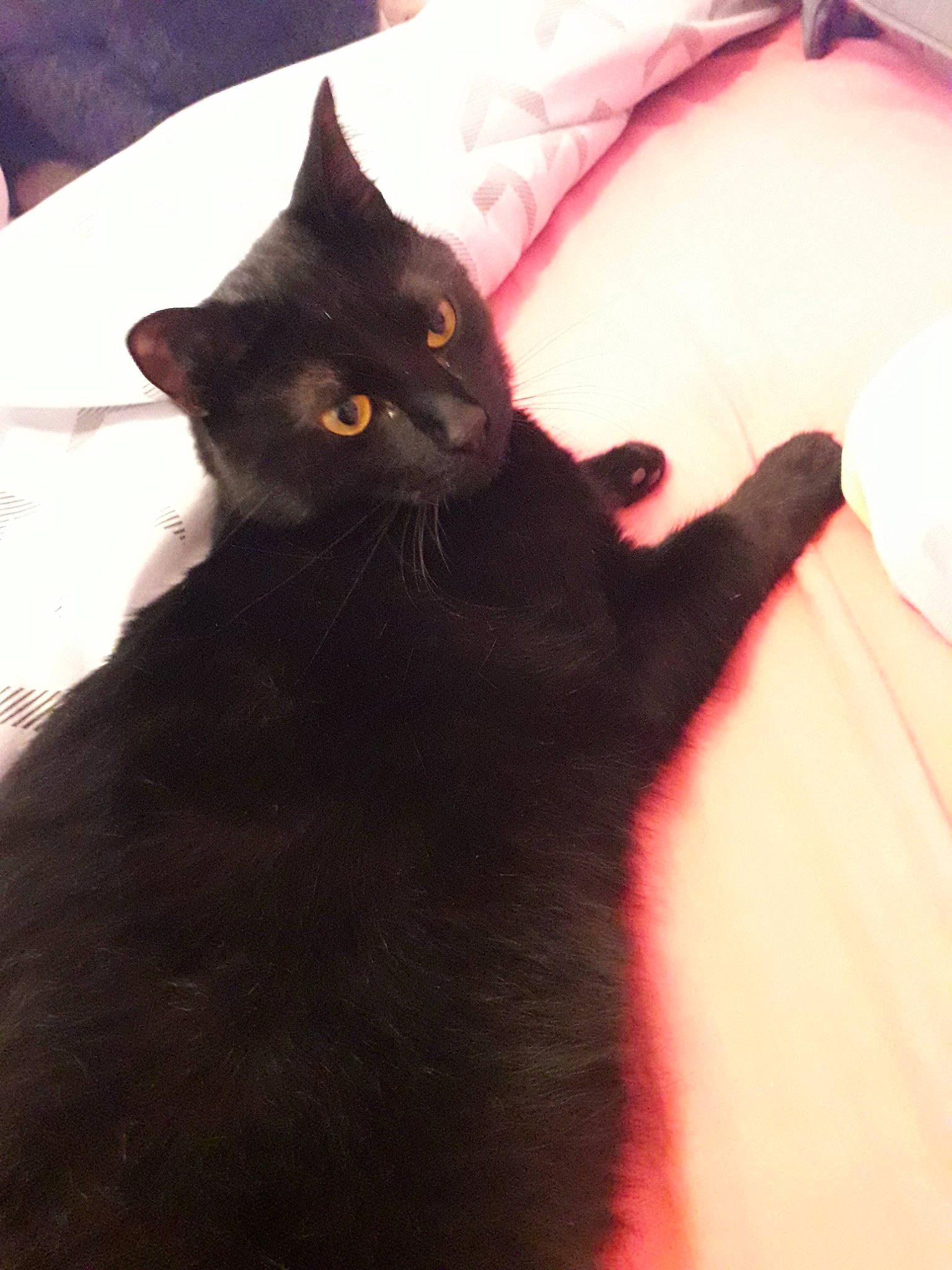 Justin participe au concours pour gagner de l'argent avec cette photo : asian, black, black_cat, bombay, carnivore, cat, domestic_short_haired_cat, ear, eye, felidae, fur, kitten, mammal, small_to_medium_sized_cats, tail, whiskers