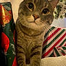 cat, tabby, christmas_tree, christmas_presents, holiday, festive, curious, close_up, indoor, decorations, striped_fur, whiskers, large_eyes, pet, domestic_cat, feline, cute, animal, celebration, wrapped_gifts