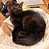 Queso is registered to the contest to win money with this photo: animal, basket, black_cat, close_up, cozy, curious, curled_up, cute, domestic_cat, door, feline, hand, home, indoor, kitten, pet, resting, soft_fabric, warm_lighting, wooden_floor