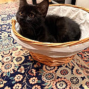Queso joined the competition — help win amazing prizes! animal, basket, black_cat, brown_eyes, carpet, cozy, curious, cute, domestic, fabric_lining, floor, floral_pattern, fur, home, indoor, kitten, pet, resting, small, wicker