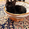 animal, basket, black_cat, brown_eyes, carpet, cozy, curious, cute, domestic, fabric_lining, floor, floral_pattern, fur, home, indoor, kitten, pet, resting, small, wicker