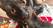 Queso is registered to the contest to win money with this photo: amber_eyes, animal, black_cat, cabinet, cat, close_up, cozy, curious, domestic, feline, home, indoor, kitchen, person_holding_cat, pet, playful, portrait, sweatshirt, warm_lighting, whiskers