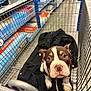 puppy, dog, shopping_cart, black_jacket, store_shelves, indoor, pet, animal, curious, brown_and_white, leash, floor, retail, shopping, young_dog, cute, pet_store, metal_cart, looking_up, companion