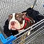 puppy, dog, shopping_cart, red_harness, black_cloth, asphalt, outdoor, pet, canine, curious, brown_and_white, close_up, metal, cage, young_dog, animal, leash, face, looking_up, cute